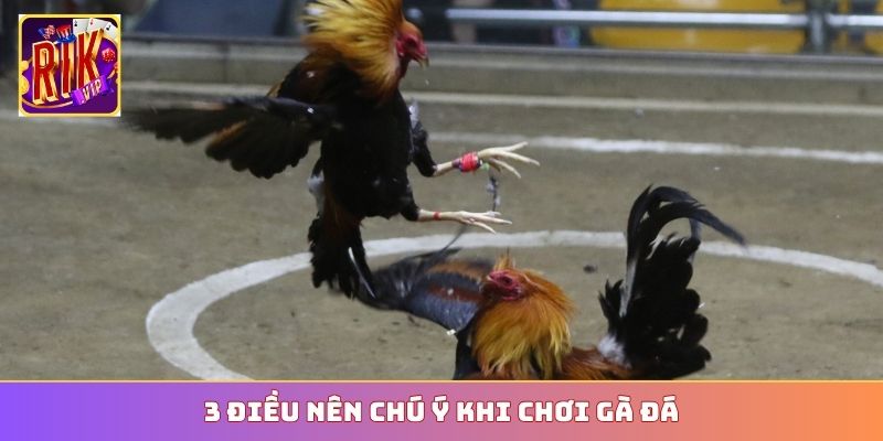 3 điều nên chú ý khi chơi gà đá