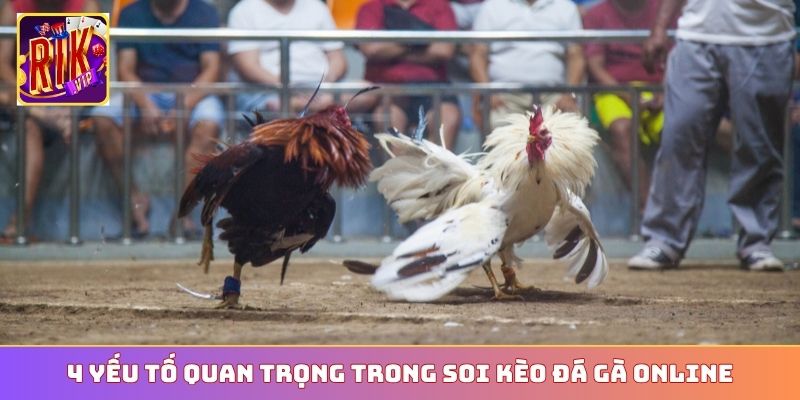 4 yếu tố quan trọng trong soi kèo đá gà online