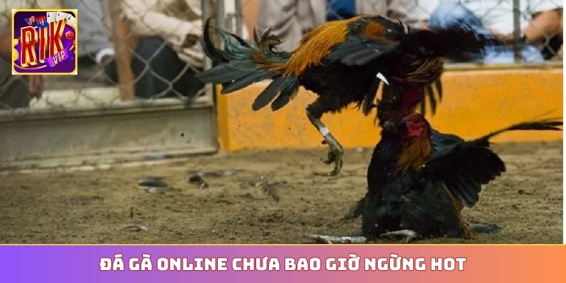 Đá gà online chưa bao giờ ngừng HOT